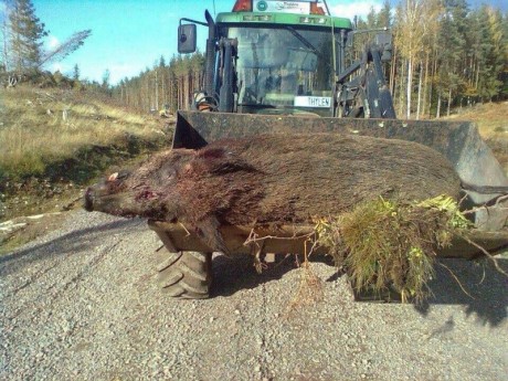 Mirar q tiro con el todo poderoso 338wm q no le hizo nada a este cochino de 40kg. De hecho q lo mataron 150