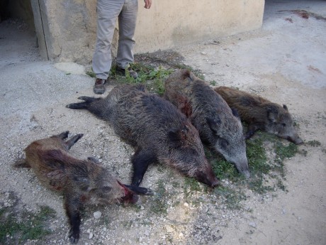 Ya podéis empezar a poner cosas.

 LOS ALMUERZOS DE CAZA MENOR NO CUENTAN Y LOS ABATES SIN FOTO TAMPOCO 80