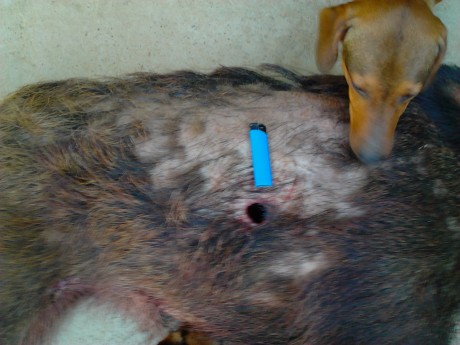 Esta mañana, en una batida le he disparado a un jabali de 80 k., como el bicho estaba parado, cruzado 50