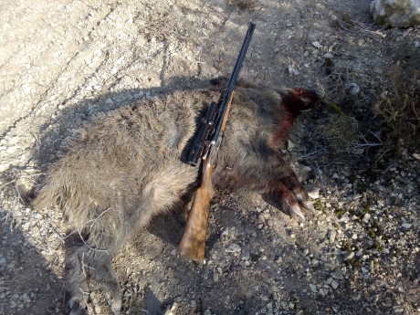Esta mañana, en una batida le he disparado a un jabali de 80 k., como el bicho estaba parado, cruzado 140