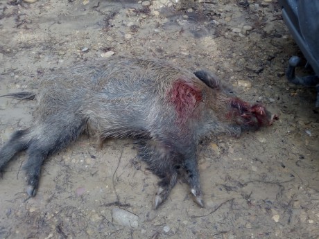 Esta mañana, en una batida le he disparado a un jabali de 80 k., como el bicho estaba parado, cruzado 150
