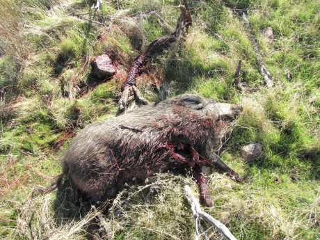 Esta mañana, en una batida le he disparado a un jabali de 80 k., como el bicho estaba parado, cruzado 92