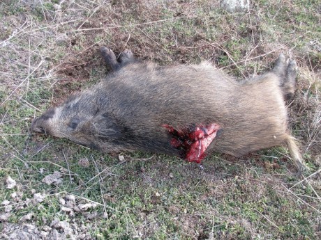 Esta mañana, en una batida le he disparado a un jabali de 80 k., como el bicho estaba parado, cruzado 91