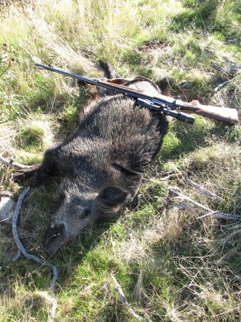 Esta mañana, en una batida le he disparado a un jabali de 80 k., como el bicho estaba parado, cruzado 101
