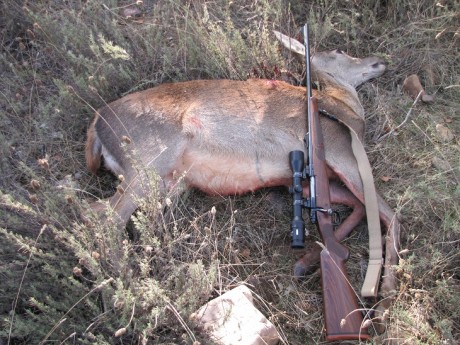 Esta mañana, en una batida le he disparado a un jabali de 80 k., como el bicho estaba parado, cruzado 111