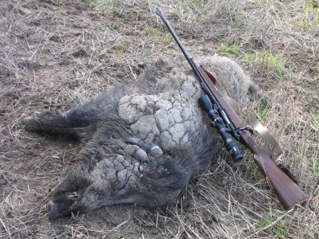 Esta mañana, en una batida le he disparado a un jabali de 80 k., como el bicho estaba parado, cruzado 110