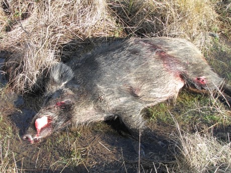 Esta mañana, en una batida le he disparado a un jabali de 80 k., como el bicho estaba parado, cruzado 122