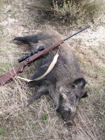 Esta mañana, en una batida le he disparado a un jabali de 80 k., como el bicho estaba parado, cruzado 121