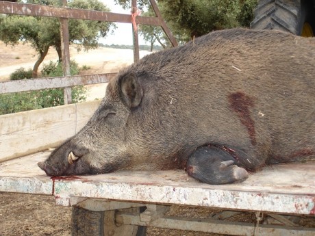 Esta mañana, en una batida le he disparado a un jabali de 80 k., como el bicho estaba parado, cruzado 120
