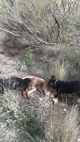 Bueno compañeros viendo que hay incondicionales para todo abro este para ver los seguidores de la caza 130