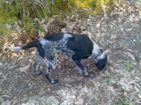 Hola amigos, estoy buscando un perro Setter Irlandés para cruzarlo con mi perra (la de la foto) , me gustaría 02