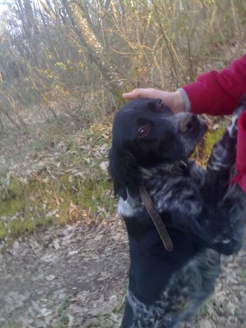 Hola amigos, estoy buscando un perro Setter Irlandés para cruzarlo con mi perra (la de la foto) , me gustaría 00