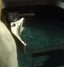 estoy buscando un gatillo de las viegas steyr LP10, igual a foto.

lo compro pero tieno lo original de 00