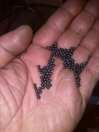 Buenas compañeros.
Tengo en casa unos kilillos de perdigones para escopeta de avancarga. Tendré, aproximadamente, 00