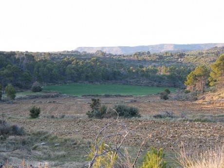 Pues eso,que ya estan en marcha las subastas de corzo macho.Las hembras las reservan para los socios,y 100