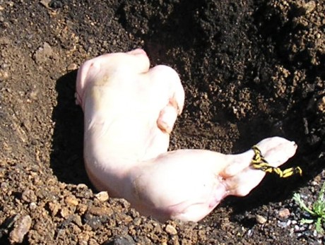 Este cochinillo ha hecho más por España que muchos políticos. 

Ha entregado su vida heroicamente y se 11