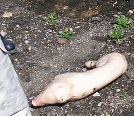 Este cochinillo ha hecho más por España que muchos políticos. 

Ha entregado su vida heroicamente y se 10