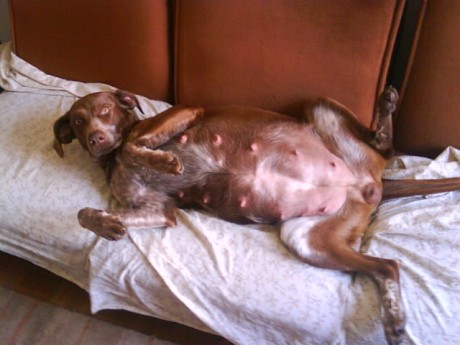 Mi perra braco esta a punto de parir, regalo cachorros a quien prometa cuidarlo. 00