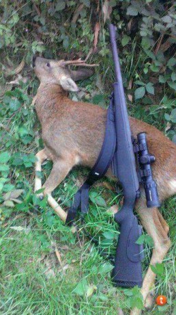 Hola a todos:
Estoy buscando una marlin 512 o mossberg 695 sintéticas cañón estriado en muy buen estado 00