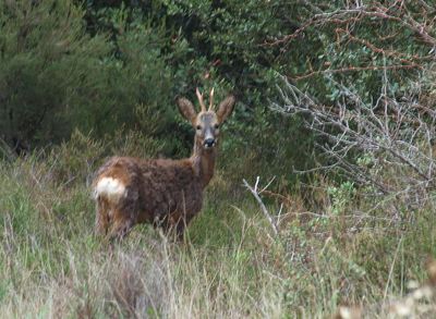 Pues eso,que ya estan en marcha las subastas de corzo macho.Las hembras las reservan para los socios,y 170
