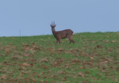 Pues eso,que ya estan en marcha las subastas de corzo macho.Las hembras las reservan para los socios,y 00