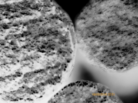Buenas tardes en lugar de BA 9 varias armerías ya sirven Maxam CSB 1M tiene un tamaño de grano 1,4 mientras 140