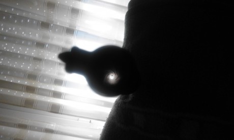 Carabina Destroyer del calibre 9 Largo, recién restaurada por un armero en Éibar, madera lacada, barnizada 40