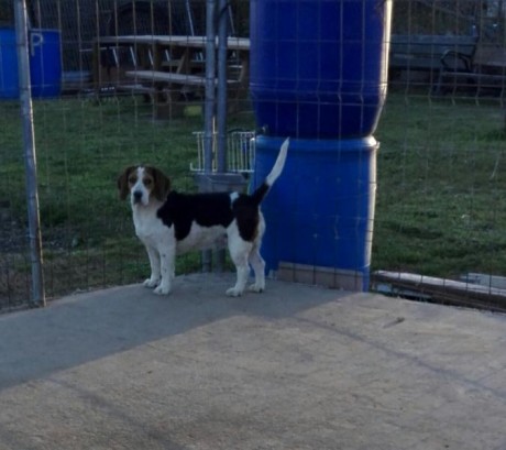 :pists: cambio x rifle, dos beagles puras  con un año iniciadas, muy bonitas los padres tienen pedigrí 20