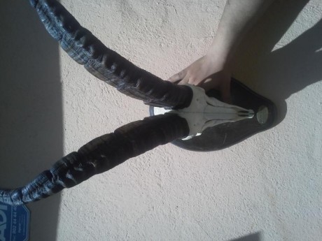 un amigo me ha pedido que le ponga en venta este trofeo  de macho montes
se encuentra en Malaga
150 euros

 01