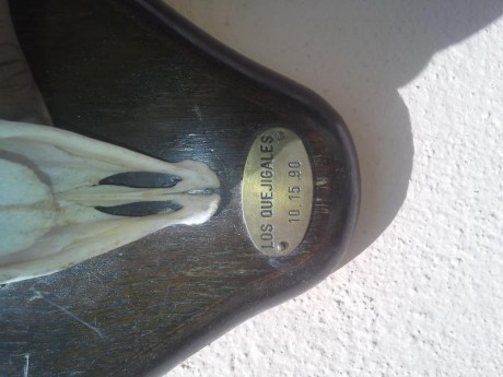 un amigo me ha pedido que le ponga en venta este trofeo  de macho montes
se encuentra en Malaga
150 euros

 00