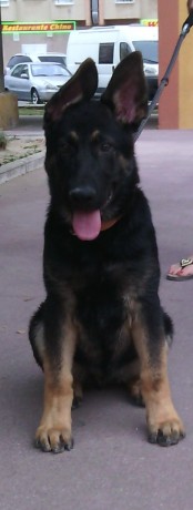 Cambio cachorro de pastor aleman linea de trabajo con tres meses y medio pesando mas de 18 kilos mucho 02