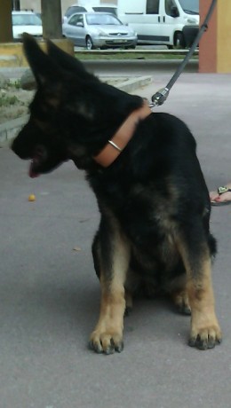 Cambio cachorro de pastor aleman linea de trabajo con tres meses y medio pesando mas de 18 kilos mucho 01