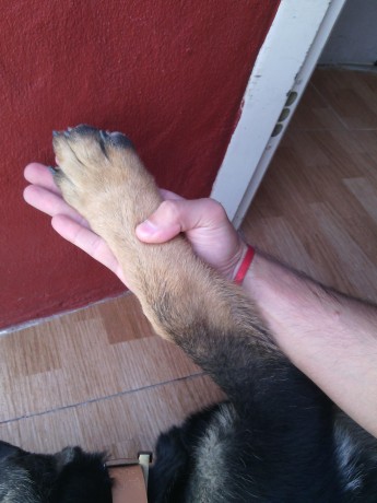 Cambio cachorro de pastor aleman linea de trabajo con tres meses y medio pesando mas de 18 kilos mucho 41