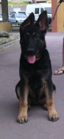 Cambio cachorro de pastor aleman linea de trabajo con tres meses y medio pesando mas de 18 kilos mucho 40