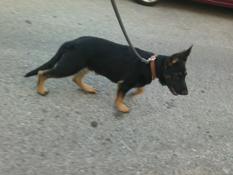 Cambio cachorro de pastor aleman linea de trabajo con tres meses y medio pesando mas de 18 kilos mucho 00