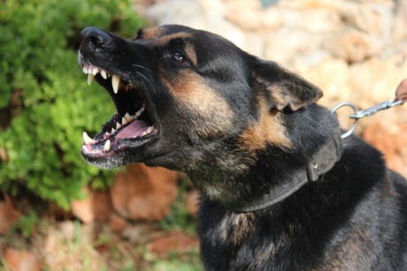 Cambio cachorro de pastor aleman linea de trabajo con tres meses y medio pesando mas de 18 kilos mucho 10