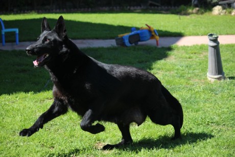 Cambio cachorro de pastor aleman linea de trabajo con tres meses y medio pesando mas de 18 kilos mucho 31