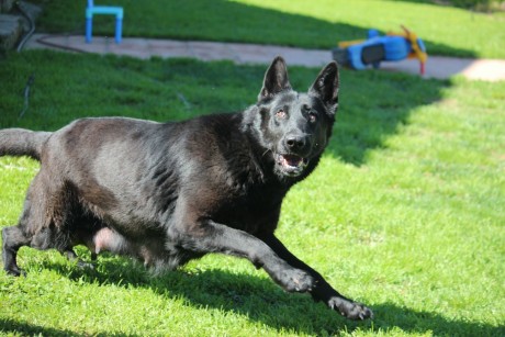 Cambio cachorro de pastor aleman linea de trabajo con tres meses y medio pesando mas de 18 kilos mucho 30