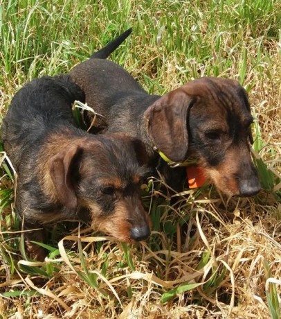 Hola compañeros,Tengo dos camadas,machos y hembras de pelo duro,de mis perros de caza,los entregó d esparasitados 02