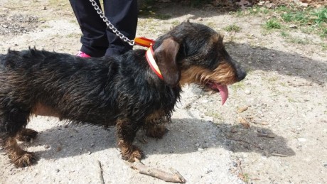 Hola compañeros,Tengo dos camadas,machos y hembras de pelo duro,de mis perros de caza,los entregó d esparasitados 01