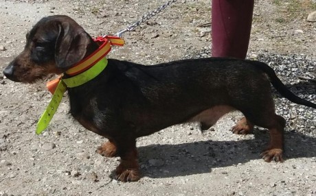 Hola compañeros,Tengo dos camadas,machos y hembras de pelo duro,de mis perros de caza,los entregó d esparasitados 00