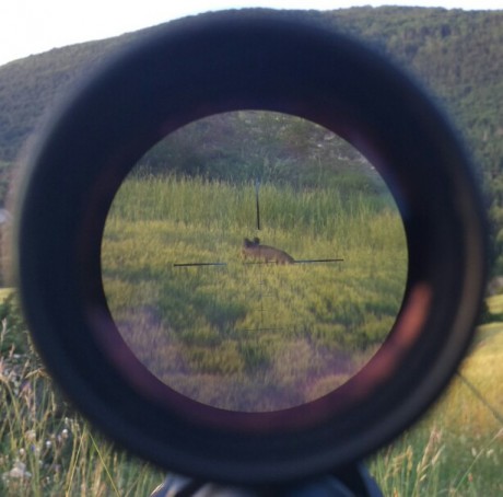 Es el modelo E1 6.5-20x50. El tubo es de pulgada.
La  retícula es la Balistic plex, lleva una estadía 01