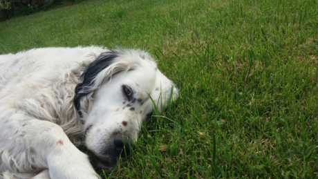 Saludos ,pues busco para mi setter ingles puro un cruze,prefiero de su misma raza,pero  no me importaria 00