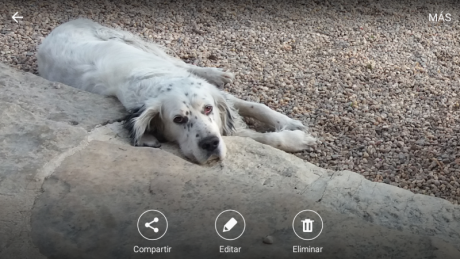 Saludos ,pues busco para mi setter ingles puro un cruze,prefiero de su misma raza,pero  no me importaria 10