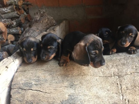 Teckels pelo fino, cachorros con menos de dos meseses , solo machos, hembras vendidas. Padre con pedigree 12