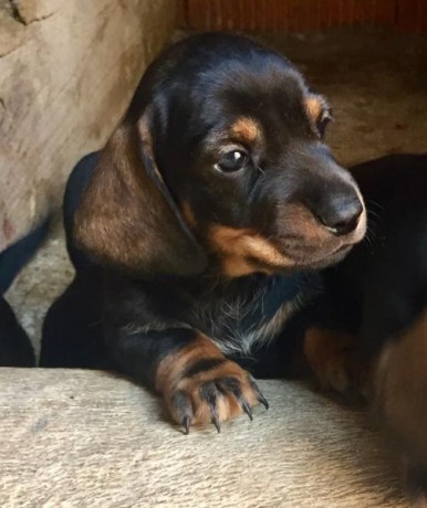 Teckels pelo fino, cachorros con menos de dos meseses , solo machos, hembras vendidas. Padre con pedigree 11