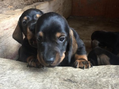 Teckels pelo fino, cachorros con menos de dos meseses , solo machos, hembras vendidas. Padre con pedigree 10