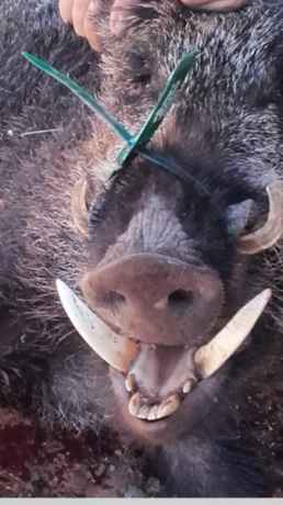 Hola compañeros busco marca reses como el de la foto no se si se llama asi los de este tipo abrazadera 00