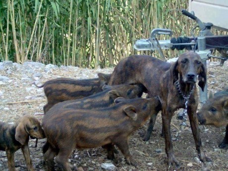 ¡Muy buenas a todos!

Estaba dando un paseo por el foro, cuando me he dado cuenta de que no había un hilo 160