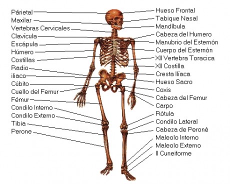 Estoy armando un bergantin-goleta para la guerra al corso y no se que artilleria poner a bordo.

Mide 41